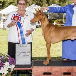 Pharaoh Hounds from LaRee Drolet