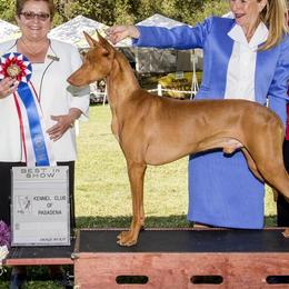 Pharaoh Hounds from LaRee Drolet