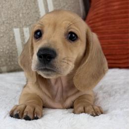 Helios - Cream male Dachshund puppy in Fredonia, Arizona from Kaibab Dachshunds