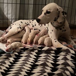 Dalmatian Puppies from Dalmatian Creation