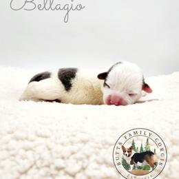 Bellagio - Gray and white female American Corgi puppy in Cameron, North Carolina from Butts Family Corgis