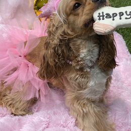Cocker Spaniel All Grown Up from Trulove Cocker Spaniels