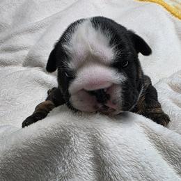 Ben - Black tri-color male Bulldog puppy in Albany, Oregon from Red Cloud Australian Shepherds and DeGray Great Danes & Bulldogs