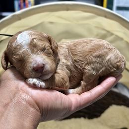 Black Collar - Red male Cockapoo puppy in Palm Beach County, Florida from Benji’s Cockapoos