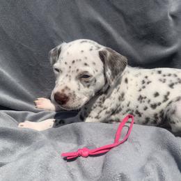 Dalmatian and Poodle Puppies from Cotton Top