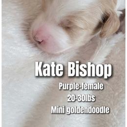 Kate Bishop- purple collar - Parti female Goldendoodle puppy in Fort Worth, Texas from Stacy Warwick