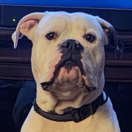 Atlas - American Bulldog