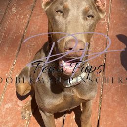 Doberman Pinschers from Peña Pups Doberman Pinschers