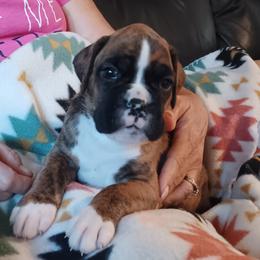 Boy 6 semi flashy brindle - Brindle male Boxer puppy in Morriston, Florida from Like The Wind Boxers