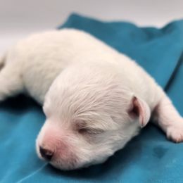 Puppy 1 - White male Havapoo puppy in Salem, Oregon from My Havapoo Puppy
