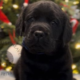 Pepper - Black Labrador Retriever puppy in Camden, Tennessee from Pure Heaven Labs
