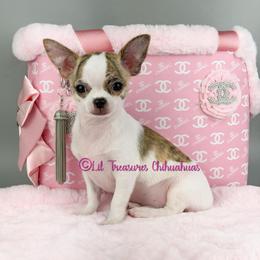 Jeremiah - Chocolate brindled fawn male Chihuahua puppy in Anderson, South Carolina from Lil Treasures Chihuahuas