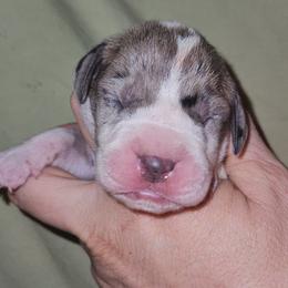 Brindle Merle Mantle Male - Mantle merle male Great Dane puppy in Biscoe, North Carolina from Clouser's Bodacious Danes