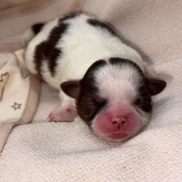 Chocolate Parti Boy - Liver and white male Shih Tzu puppy in Albany, New York from Precious Shihpoo’s and Luxurious Shih Tzu’s