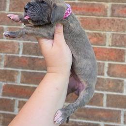 Minerva - Blue brindle female Great Dane puppy in Arlington, Texas from Scoober Danes