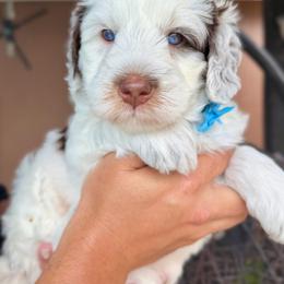 Ocean - male Australian Mountain Doodle puppy in Miami, Florida from Jade’s Paws & Co. Of Miami LLC