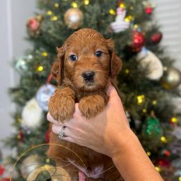 Garland (light green collar) - Apricot male Goldendoodle puppy in Murrieta, California from Apricot Poodles & Goldendoodles, LLC