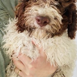 Tulip - Lagotto Romagnolo puppy in Chehalis, Washington from Scarlet Oak Lagotti