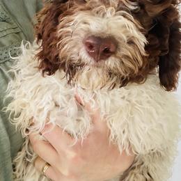 Tulip - Lagotto Romagnolo puppy in Chehalis, Washington from Scarlet Oak Lagotti