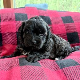 Peanut - Red Collar - Black male Havanese puppy in Orange, California from Havanese Bragger’s