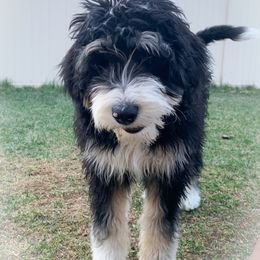 Bernedoodle Puppies from Lovable Bernedoodles