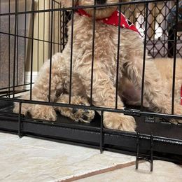 Australian Labradoodle and Double Doodle Puppies from Love Me Pooch