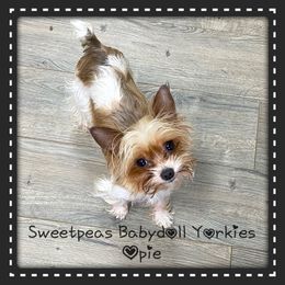 Opie - Yorkshire Terrier