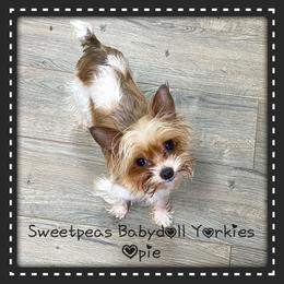 Opie - Yorkshire Terrier