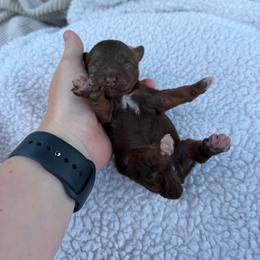 Java - Brown white and tan female Cockapoo puppy in Albany, Kentucky from Windy Pines Farm