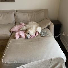 Goldendoodle Puppies from Firestorm Kennel