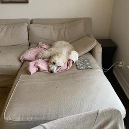 Goldendoodle Puppies from Firestorm Kennel