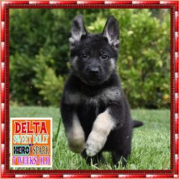 DELTA - Black and tan female German Shepherd puppy in Murrieta, California from Diamond Oaks German Shepherds