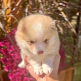 Fritz - Merle male Pomsky puppy in Michigan from Blue Water Pomskies