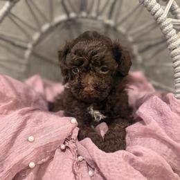 Latte - Brown female Poodle puppy in Poplarville, Mississippi from Southern Belle Poodles