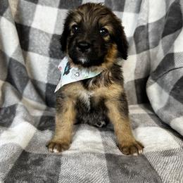 Bernedoodle Puppies from Sunny Sky Doodles