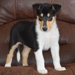 Smooth Tri Male - Black white and tan male Collie puppy in Danville, Pennsylvania from Brookwood Collies, Smooth & Rough