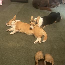 Pembroke Welsh Corgi Puppies from Top-Notch Paws