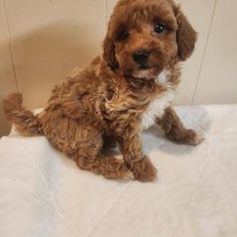 Peaches - Red  female Poodle puppy in Richmond, Missouri from Natalie's Happy Fur Paw's
