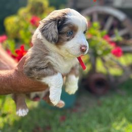 MICHELOB - Red merle male Miniature Australian Shepherd puppy in Sulphur, Louisiana from SWLA MINI AUSSIES