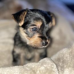 Yorkshire Terrier Puppies from Sasha's Yorkie Pups