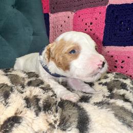 Navy Collar - Parti male Goldendoodle puppy in Cocoa, Florida from Leopard n Lace Doodles