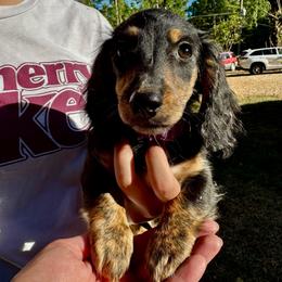 Sophia AKC HEALTH GUARANTEE - Brindle female Dachshund puppy in El Dorado, Arkansas from LovelylilDoxies