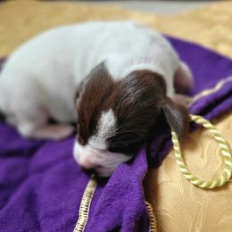 Girl 5 - female German Shorthaired Pointer puppy in Kalamazoo, Michigan from Marshall's Shorthairs