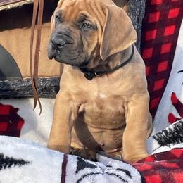 Choice Girl 1 - Reddish brown female Boerboel puppy in Mansfield, Texas from Dynasty Blue Ridge Boerboel
