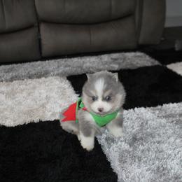 Pomsky Puppies from Mischa Nelson