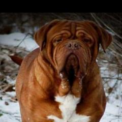 Rocker - Dogue de Bordeaux