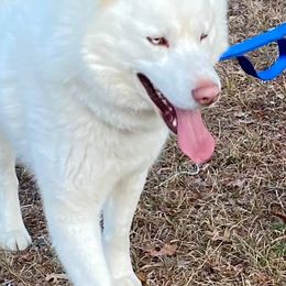 Siberian Huskies from Arctic Fusion Kennels