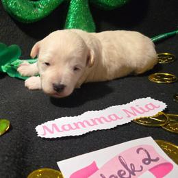 Mamma Mia - White female Maltipoo puppy in Sahuarita, Arizona from Cowgirl's Legacy Maltipoos