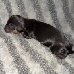 Black cream tan - Black and cream male Dachshund puppy in Carthage, Texas from Rafter C Ranch Doxies