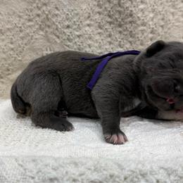 Boots - Gray female Cane Corso puppy in Utah from 3Lake Kennelz